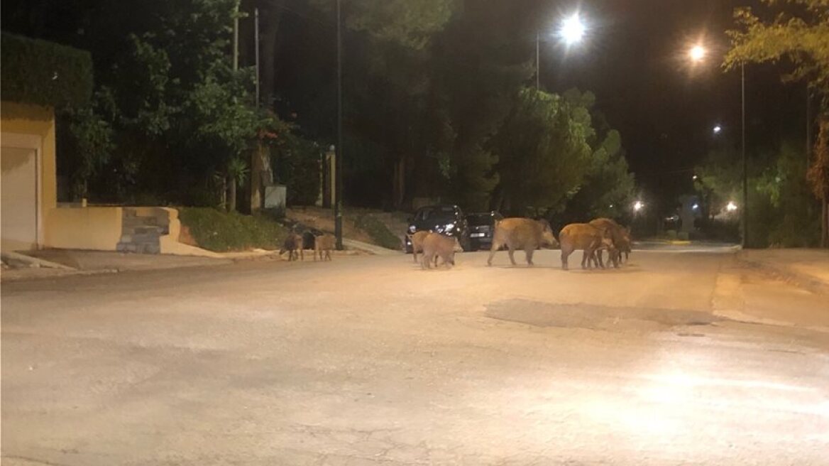 Έκρηξη στον πληθυσμό των αγριογούρουνων: Εφιάλτης με... επιδότηση