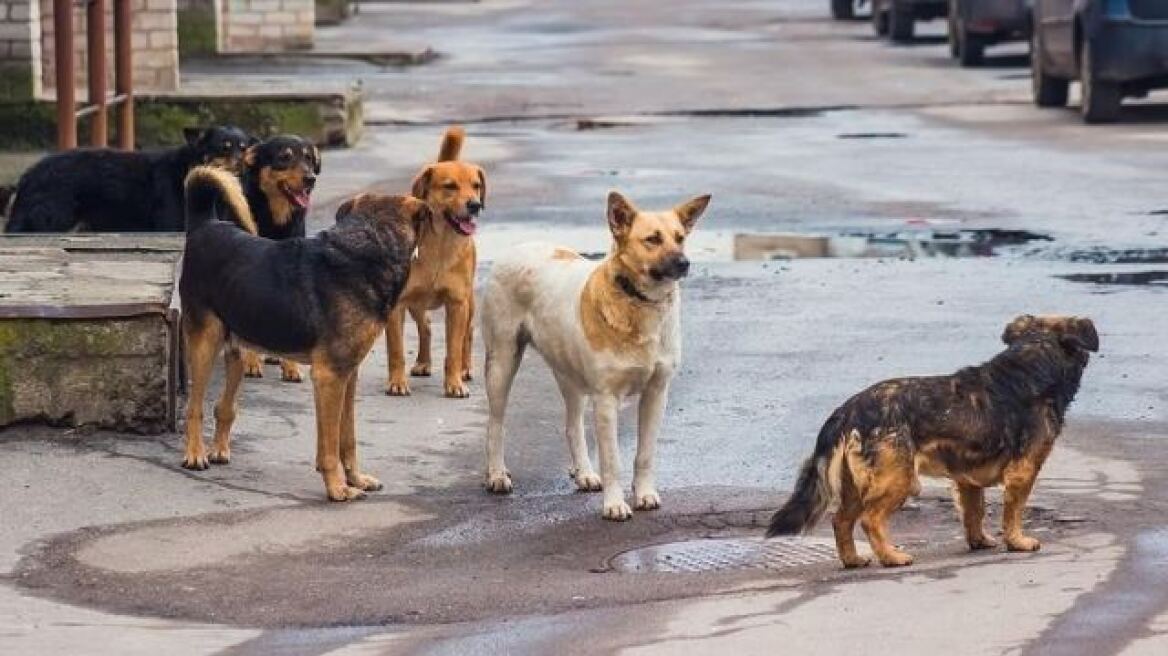 Λαμία: Επίθεση σε γυναίκα από αδέσποτα