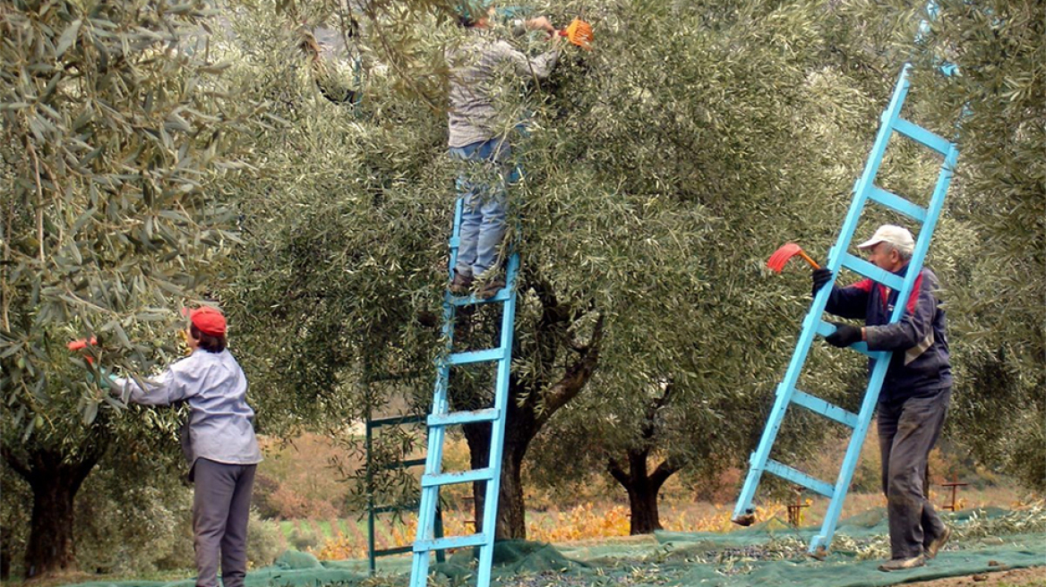 Κατάκολο: Τίναξαν ξένο λιοστάσι με 300 δέντρα