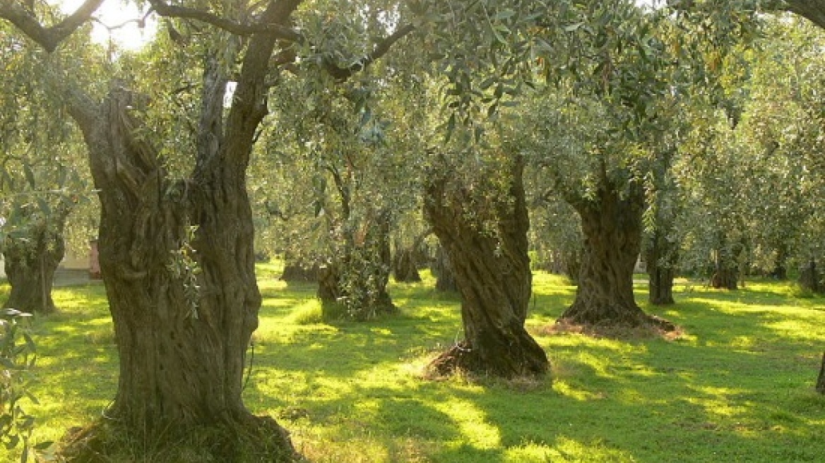 Άρπαξαν τις ελιές από λιοστάσι μετά την συγκομιδή!