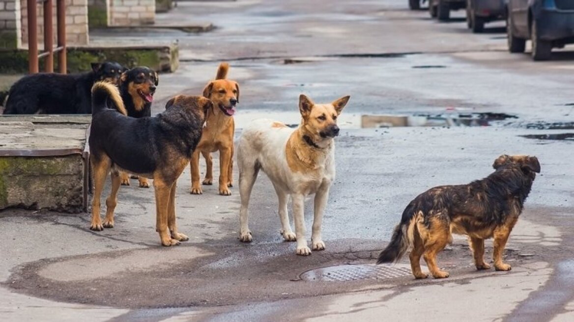 Σκυλιά δάγκωσαν και τραυμάτισαν μαθητές στη Θεσσαλονίκη