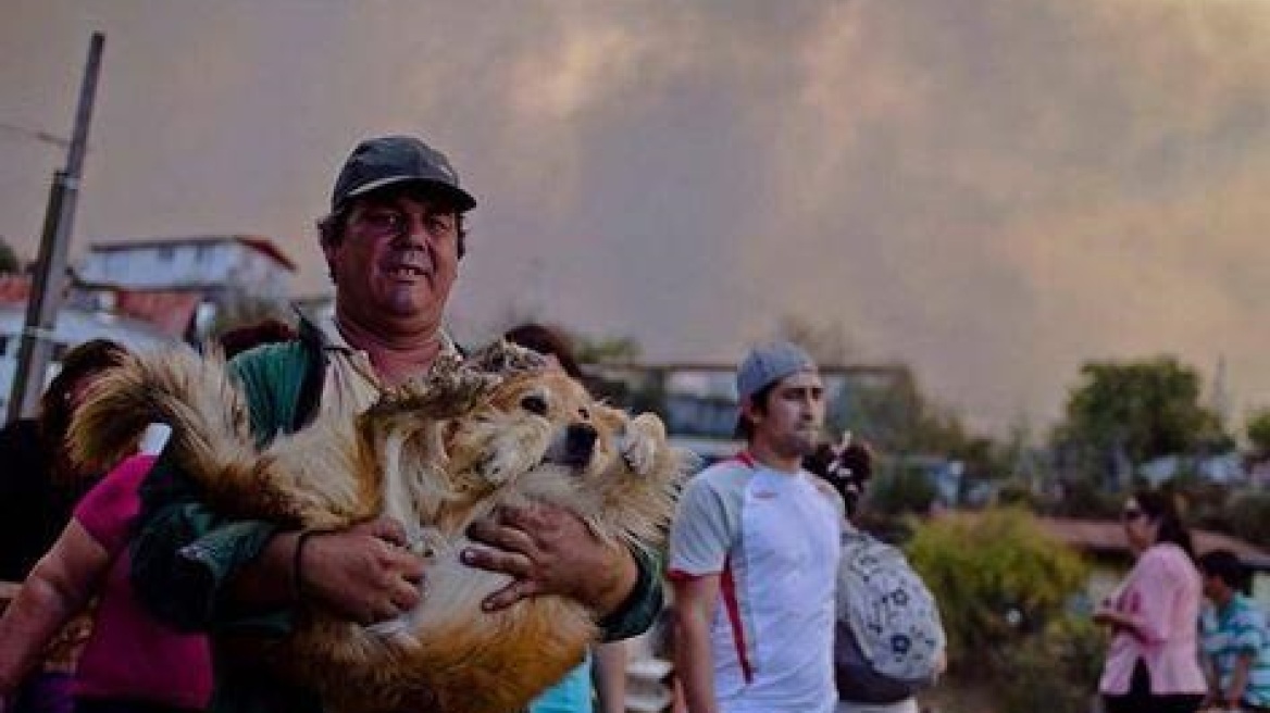 Χιλή: Καταφύγιο για τα άστεγα κατοικίδια από τη μεγάλη πυρκαγιά στο Βαλπαραΐσο