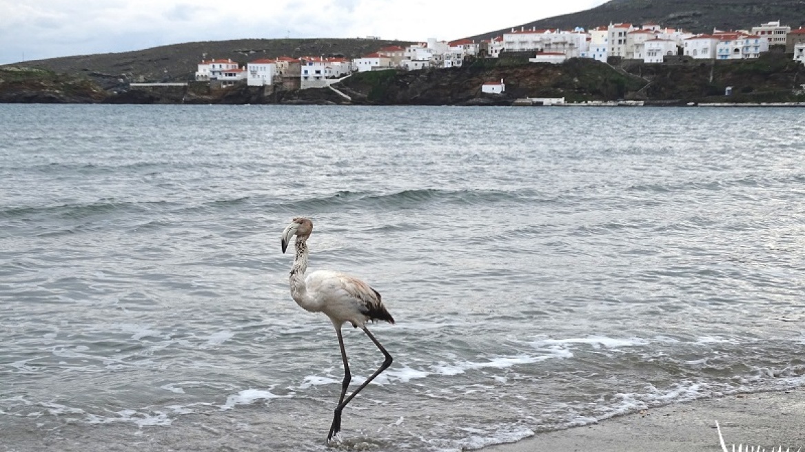 Φλαμίνγκο χάθηκε από το κοπάδι του και βρέθηκε στην Άνδρο 