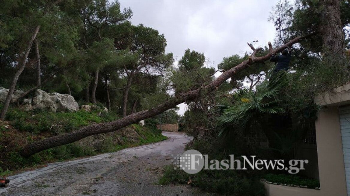 Χανιά: Μεγάλο δέντρο έπεσε από τον δυνατό αέρα στον Άγιο Ματθαίο - Δείτε φωτογραφίες