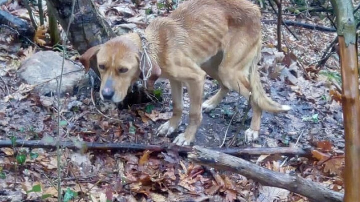 Βρέθηκε κυνηγόσκυλο δεμένο σε δάσος στα Πιέρια Όρη, ύστερα από 15 ημέρες