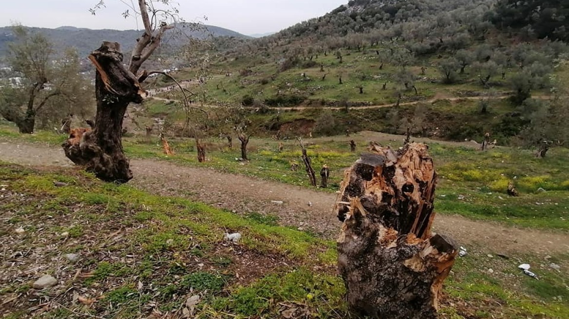 Μεταναστευτικό - Μόρια: Αφανίζονται αιωνόβια ελαιόδεντρα και γίνονται... καύσιμη ύλη