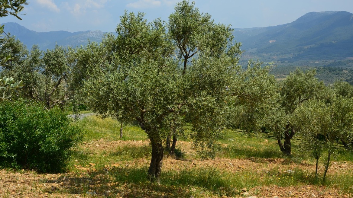 Η «λέπρα της ελιάς» θα μπορούσε να προκαλέσει ζημιά ακόμα και 2 δισ. ευρώ στη Ελλάδα, λέει έρευνα!