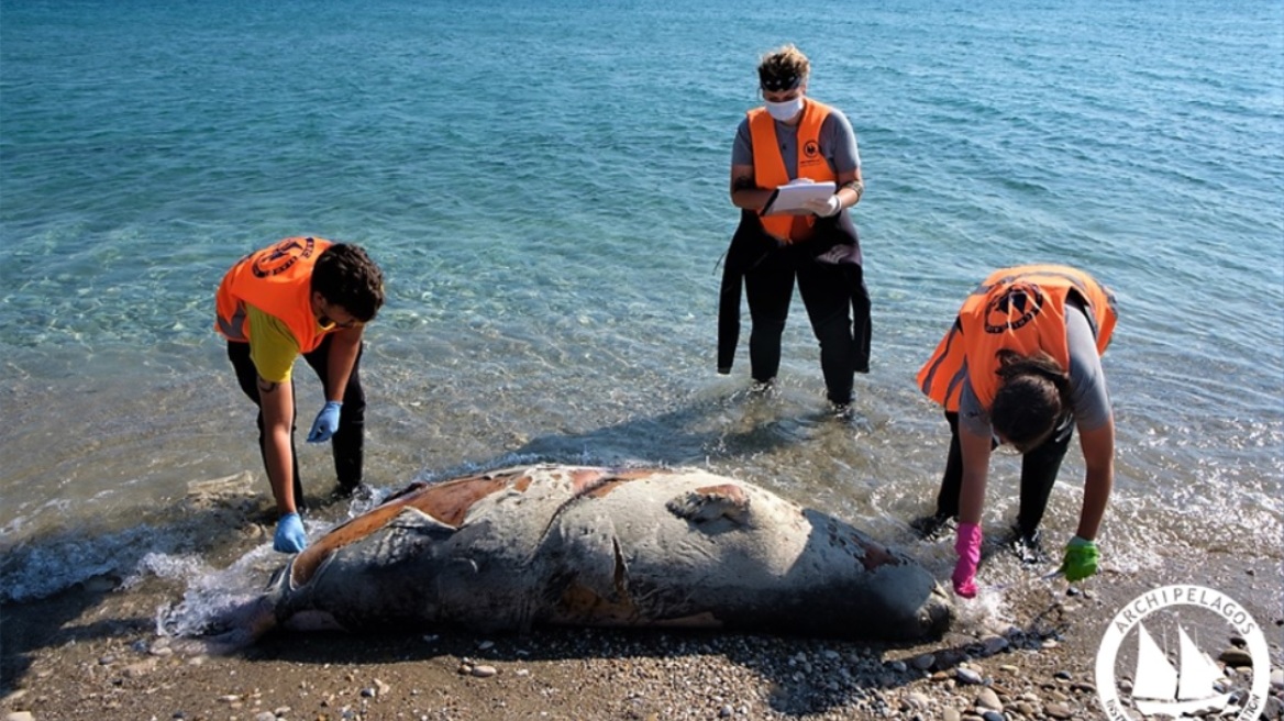 Επτά νεκρές Μεσογειακές φώκιες εντοπίστηκαν στο Αιγαίο 