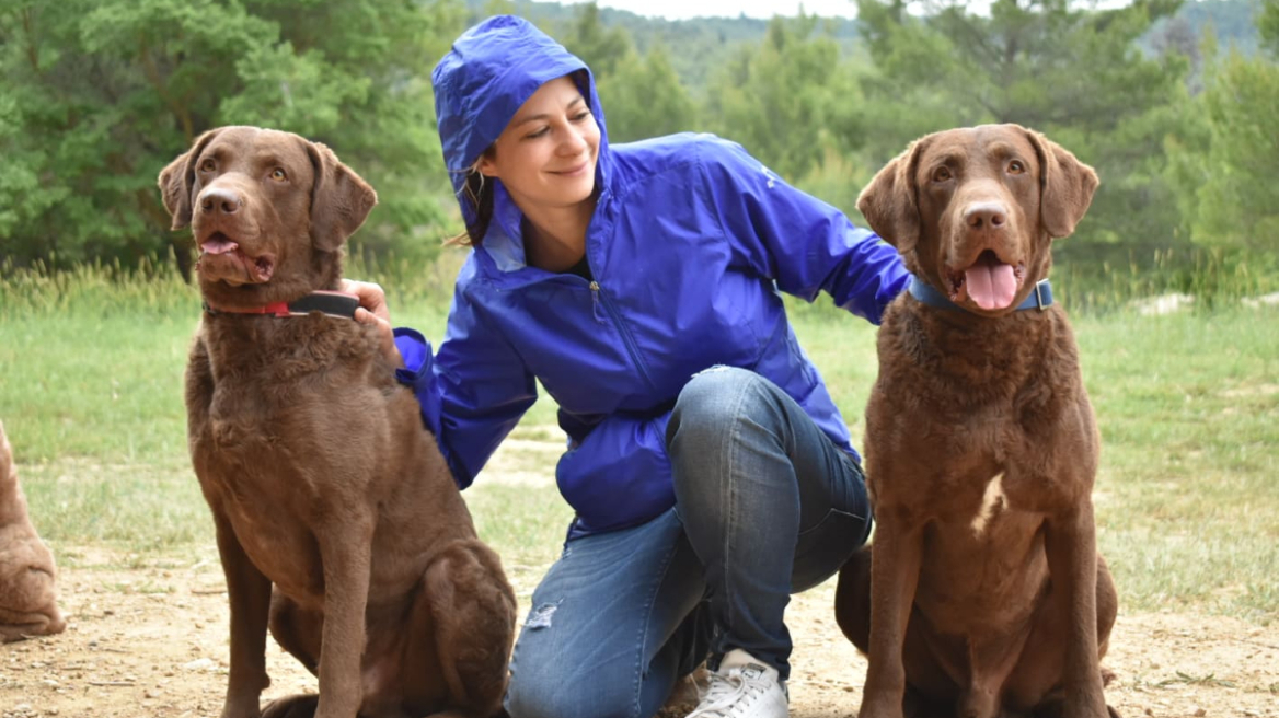 Chesapeake Βay Retriever: Πιστός, εργασιομανής, πνευματώδης και πεισματάρης