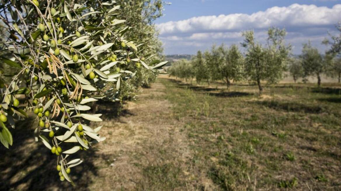 Τέλος επιτηδεύματος: Απαλλάσσονται οι κατά κύριο επάγγελμα αγρότες για το 2019