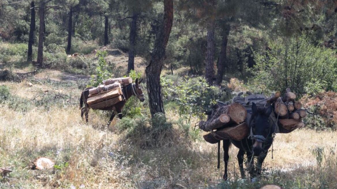 Αλβανός με τρία μουλάρια έκοβε δέντρα στην Καστοριά