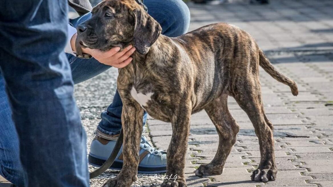 Ο σκύλος Presa Canario: Ατρόμητος σύντροφος, τρυφερός και παιχνιδιάρης