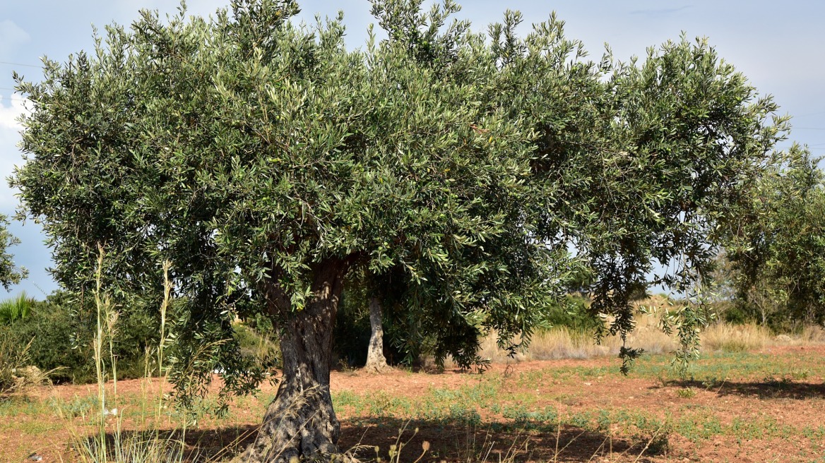 Μετανάστες έκοψαν πεντέμισι τόνους ξύλα από ελαιώνα στη Μόρια