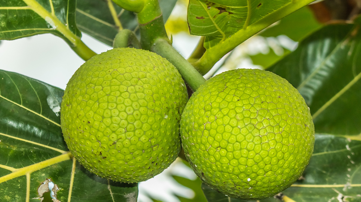 Breadfruit: Το άγνωστο εξωτικό φρούτο που θεωρείται το νέο superfood