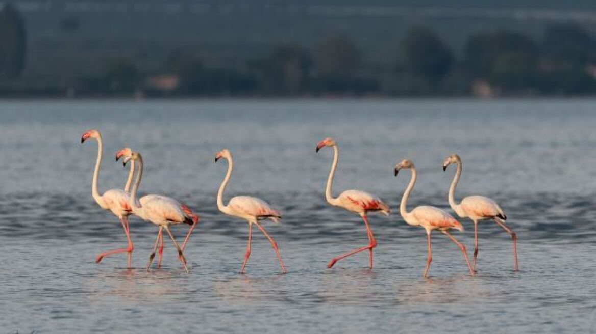 Ροζ παράδεισος στη Φθιώτιδα - Εντυπωσιακές εικόνες