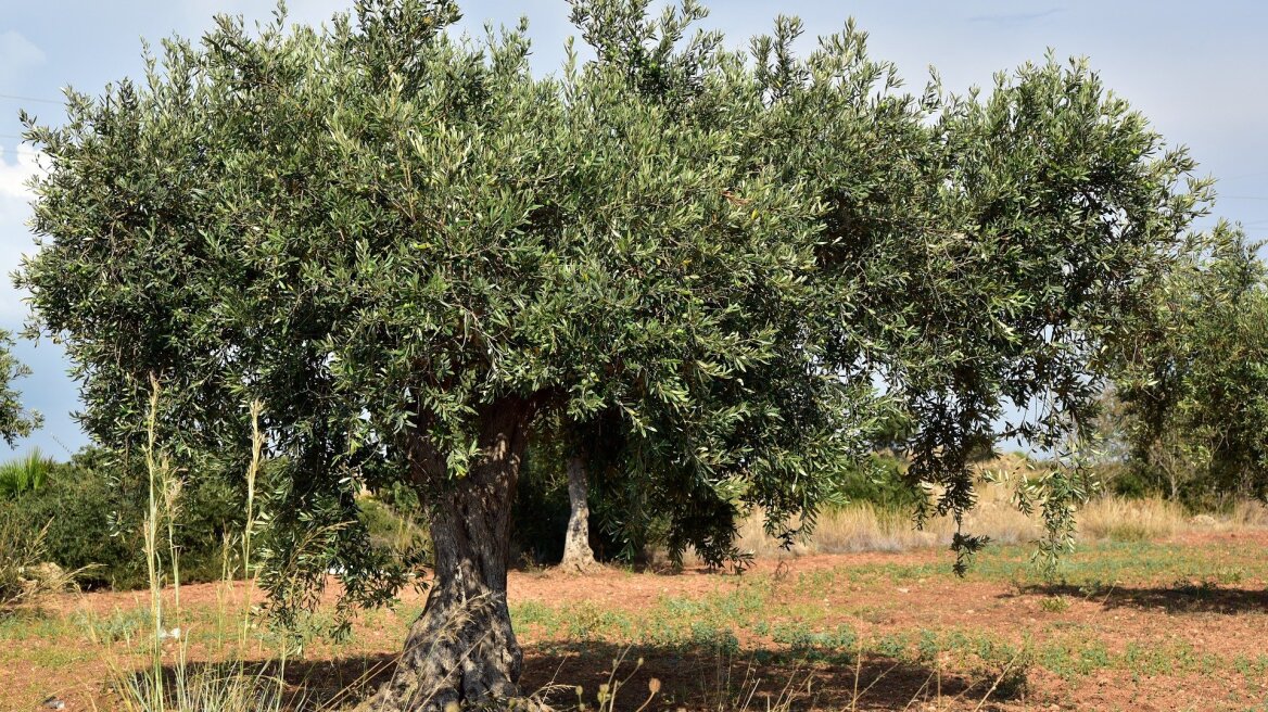 Χαλκίδα: Έκλεψε μισό τόνο ελιές από κτήμα