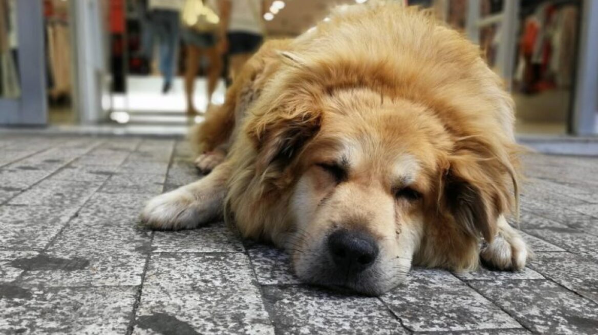 Οδηγός φορτηγού πάτησε και σκότωσε έναν από τους πιο γνωστούς αδέσποτους σκύλους της Αθήνας