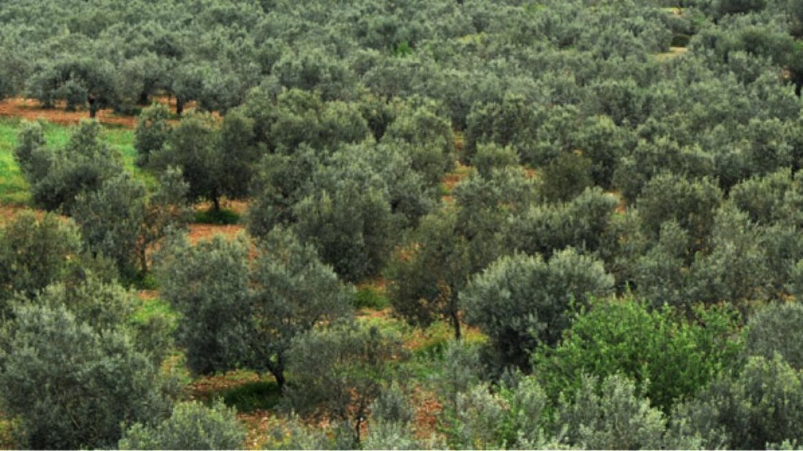 Μεσσηνία: «Σήκωσαν» 24 σακιά με ελιές από κτήμα