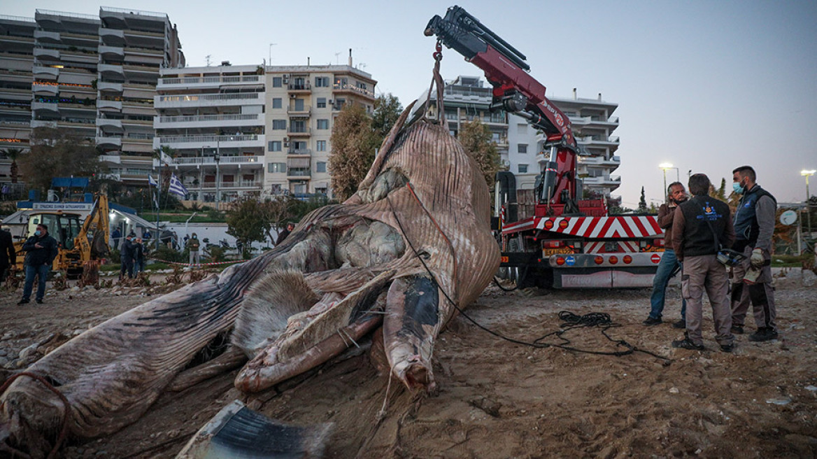 Συναγερμός μετά τη νεκρή πτεροφάλαινα - Οι κίνδυνοι στην Ελληνική Τάφρο 