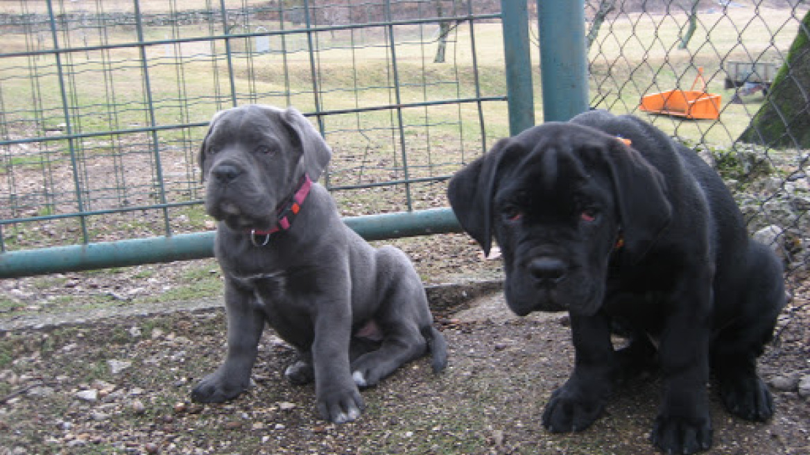 Έκλεψαν κουτάβια Cane corso από επιχείρηση στη Λάρισα