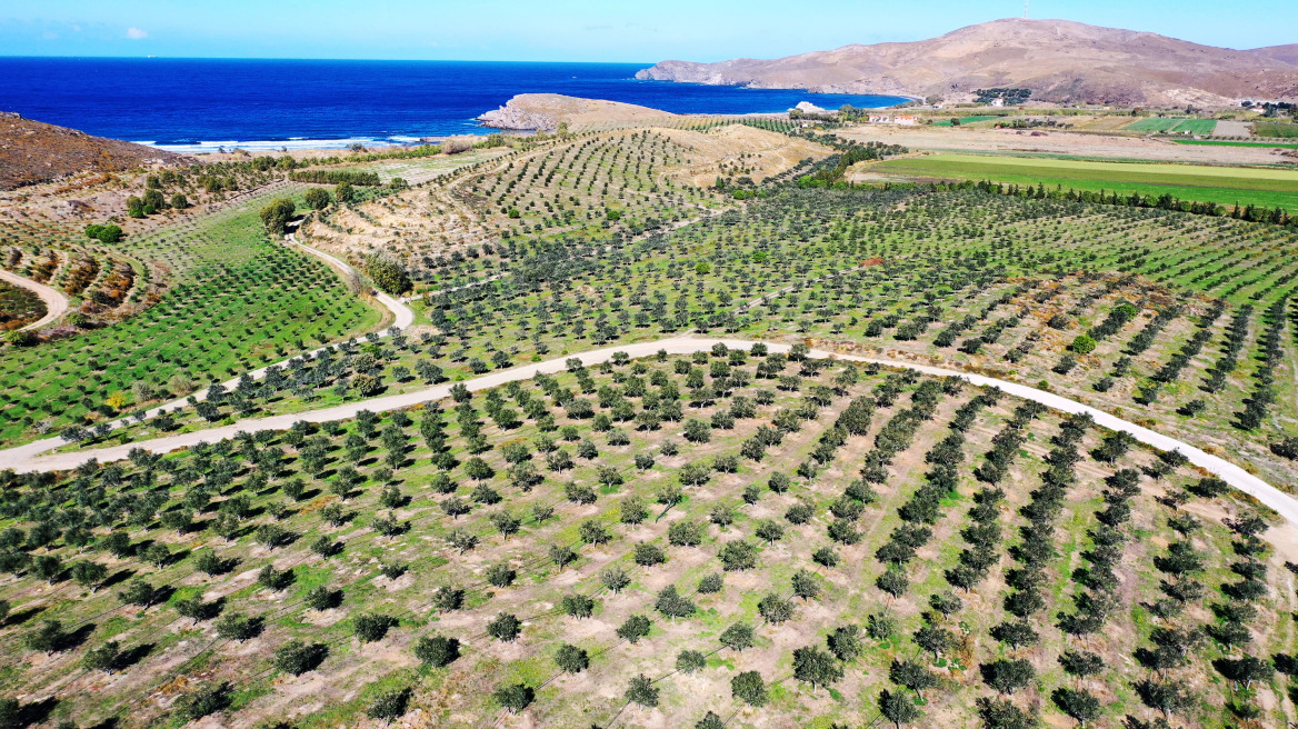 Μυτιλήνη: Η «πράσινη» επένδυση με τις 40.000 ελιές που έδωσε ζωή στον τόπο