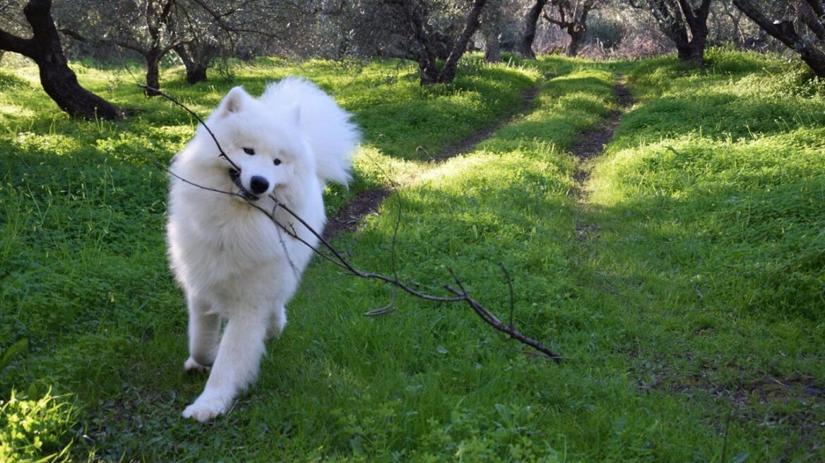 Σκύλος Samoyed: Πεισματάρης με χρυσή καρδιά – Ιδανικός για παιδιά