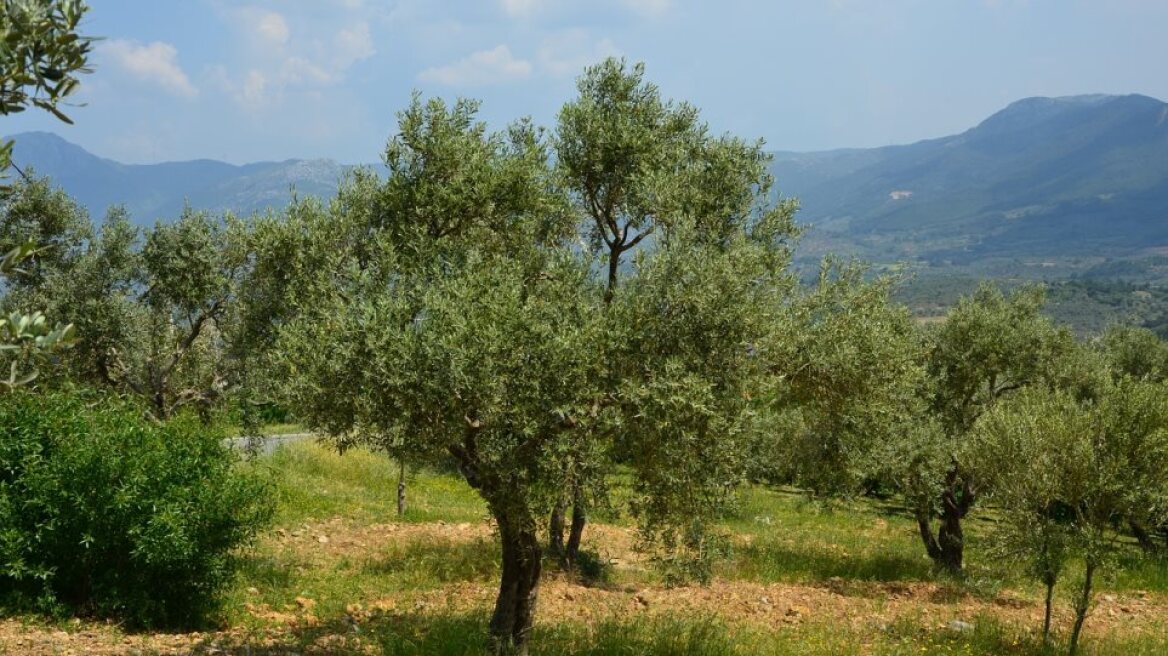 Εξαπάτησαν 26 παραγωγούς παριστάνοντας τους εμπόρους σε Αχαΐα και Ηλεία