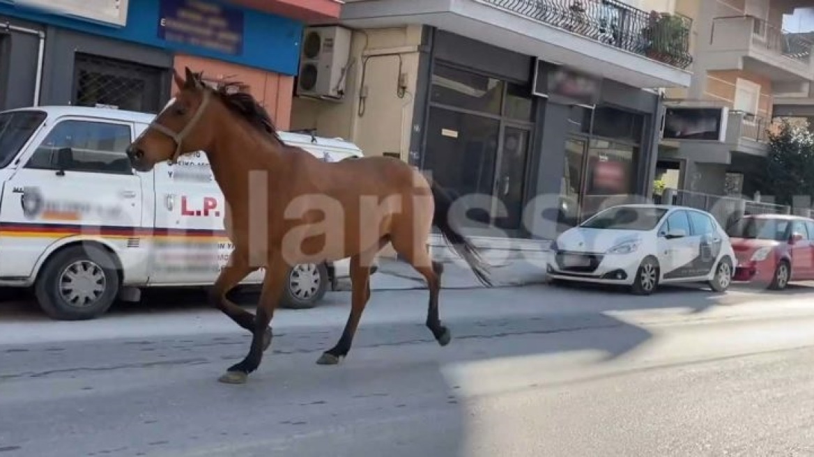  Λάρισα: Άλογο έκανε «βόλτες» σε κεντρικούς δρόμους - Δείτε βίντεο