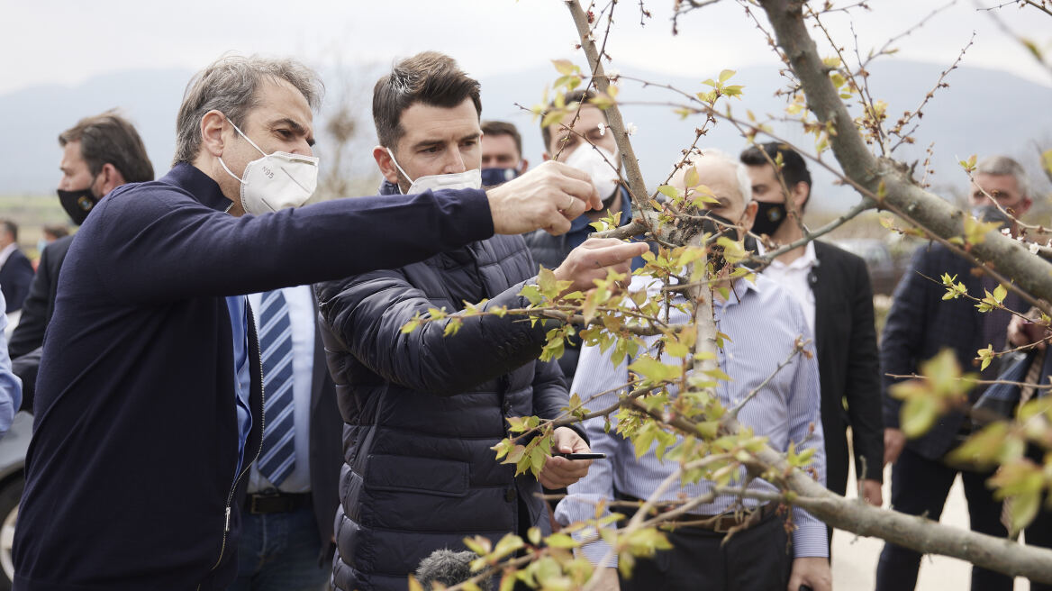 Επίσκεψη Μητσοτάκη στο Σπαθοβούνι: Με ταχύτητα οι αποζημιώσεις σε αγρότες που υπέστησαν ζημιά από τον παγετό