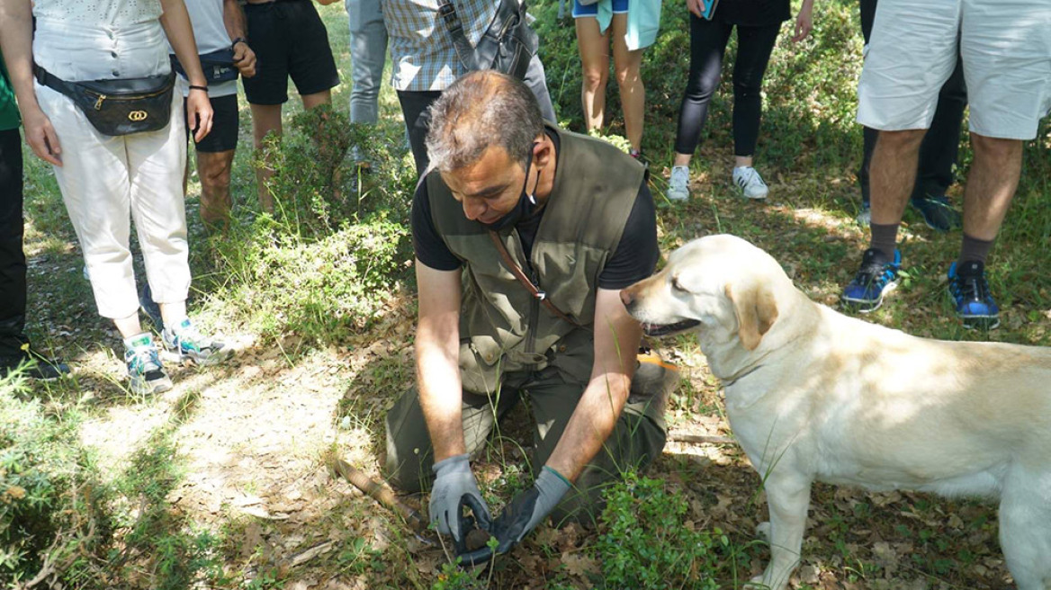 Μουσείο Φυσικής Ιστορίας Μετεώρων: Διοργανώνει εξορμήσεις για κυνήγι τρούφας