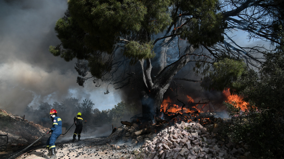 Ο κύκλος των καμένων δασών: Πώς να αποφύγουμε τις καταστροφικές πυρκαγιές