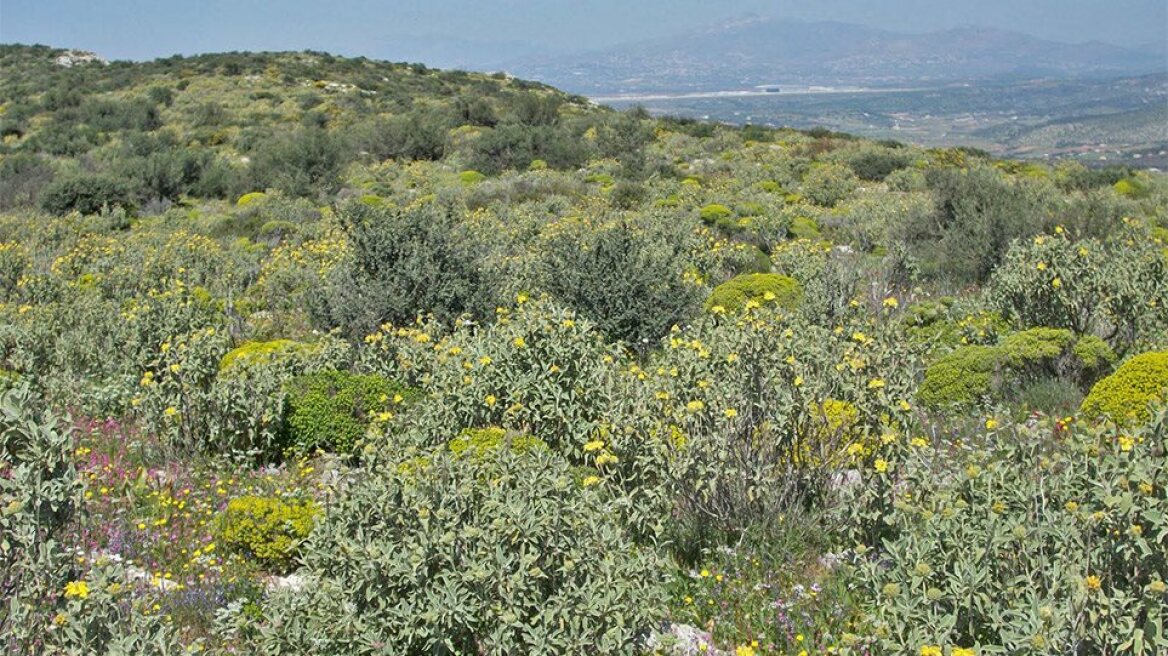 Δασικοί χάρτες - Σκρέκας: Όσοι κατέχουν νόμιμα εκτάσεις θα δικαιωθούν