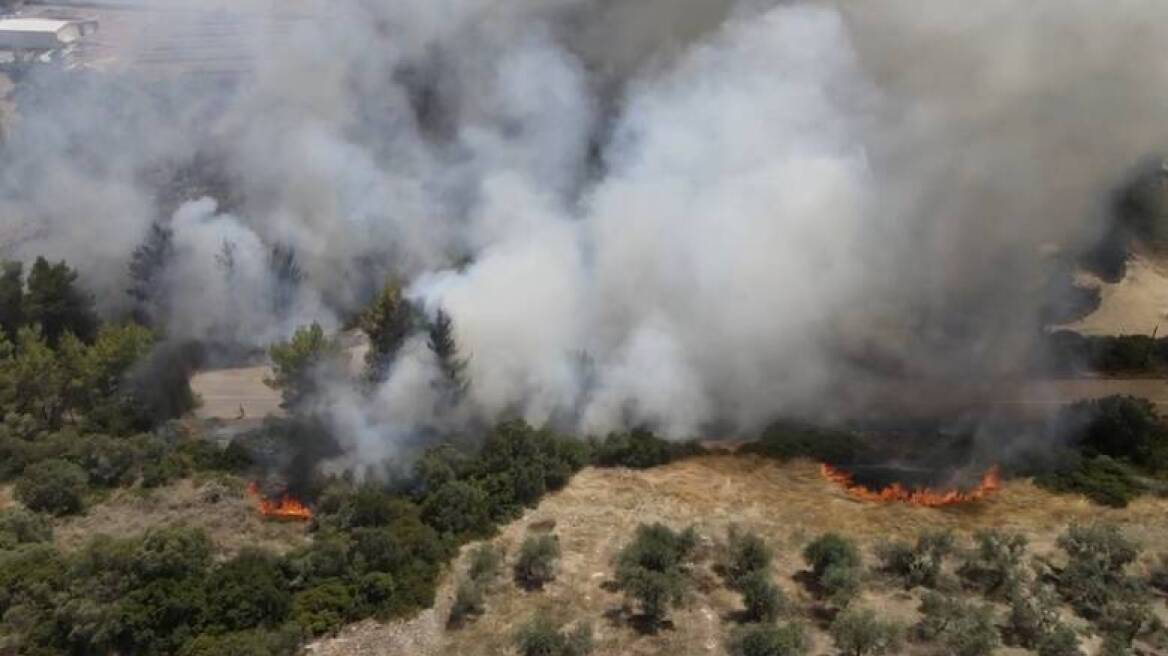 Φωτιά σε δασική έκταση στη Βοιωτία