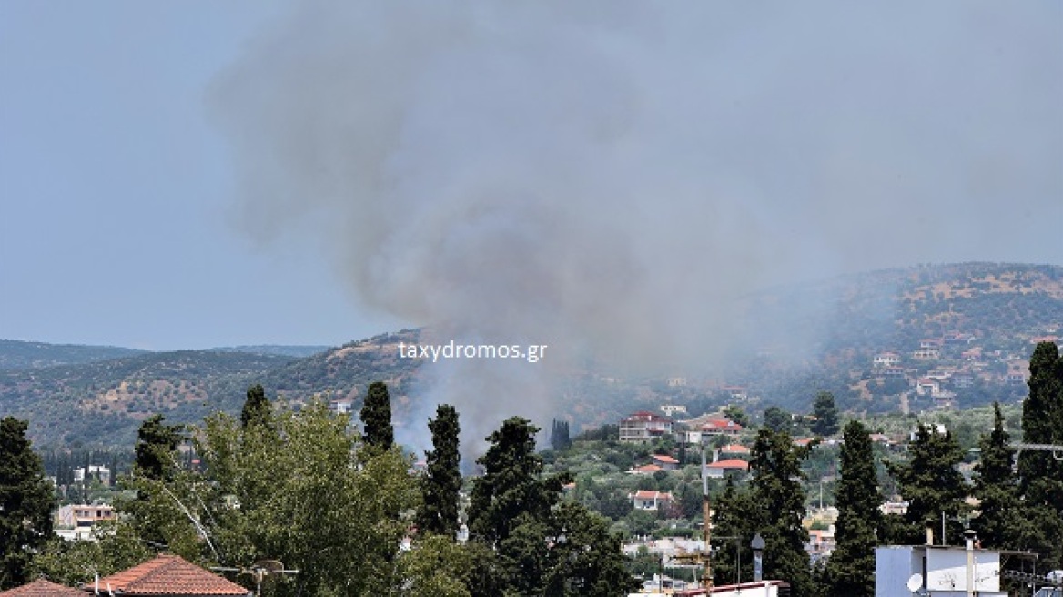 Φωτιά στη Νέα Ιωνία Βόλου κοντά σε κατοικημένη περιοχή - Κάηκαν ιδιοκτησίες και ζώα