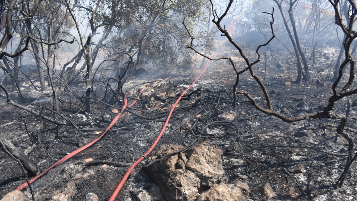 Υπό έλεγχο τέθηκε η φωτιά στα Στύρα Ευβοίας - 58 δασικές πυρκαγιές εκδηλώθηκαν από χθες