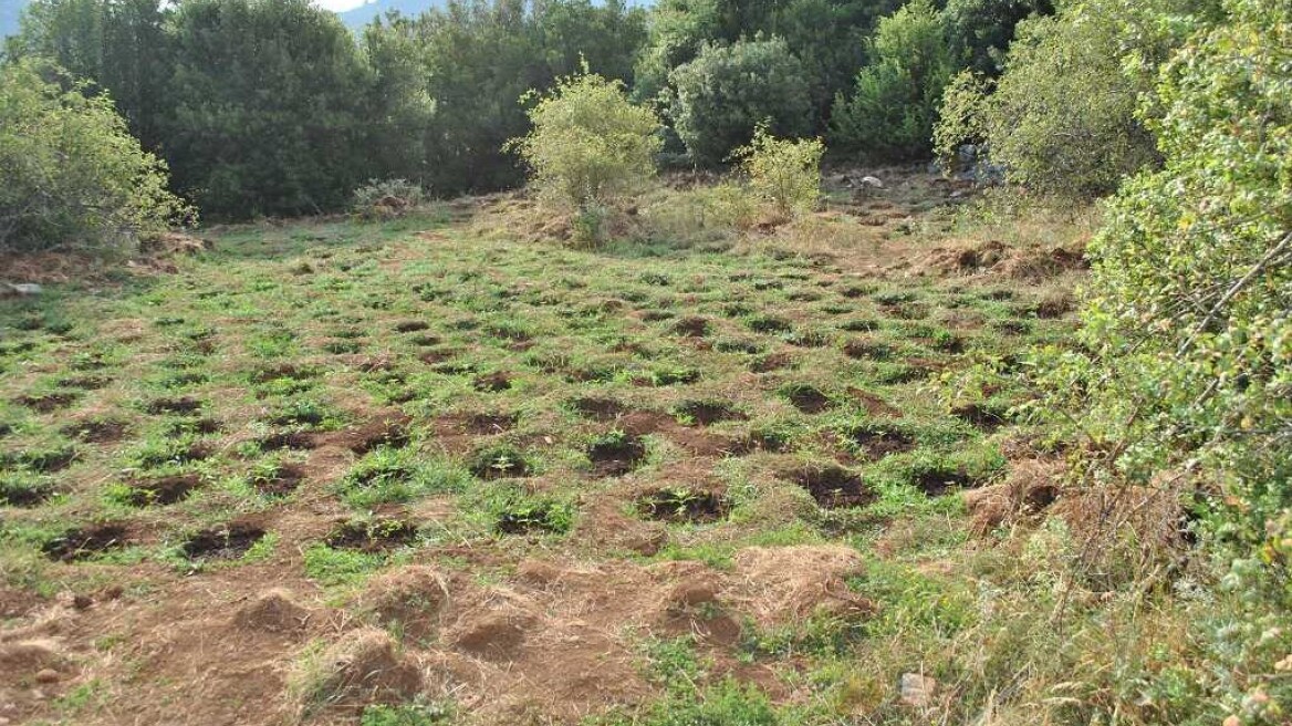 Φθιώτιδα: Βρήκαν φυτεία με 733 δενδρύλλια κάνναβης - Φωτογραφίες