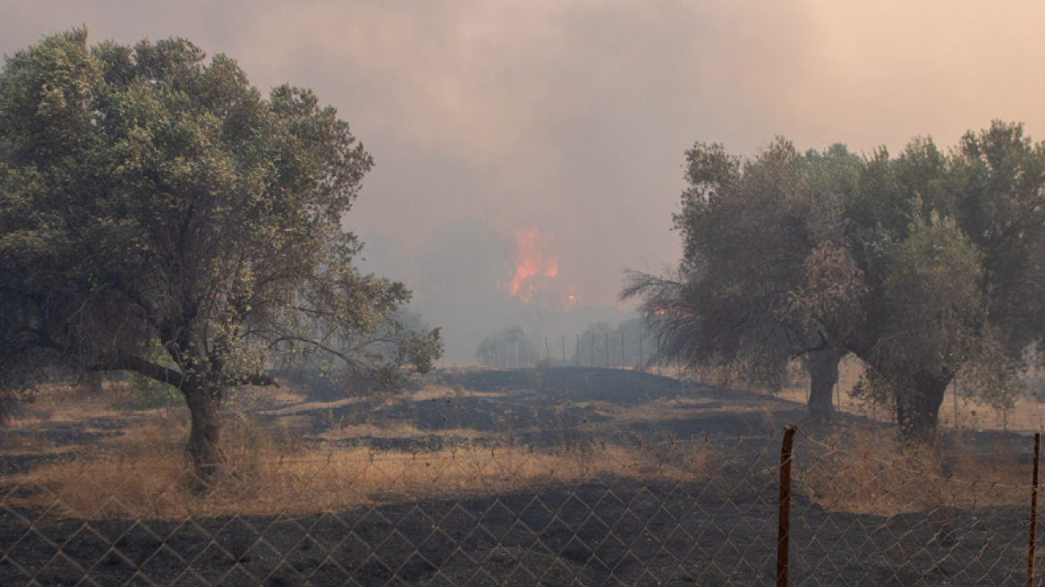 Φωτιά στη Ρόδο: Σε ύφεση όλα τα μέτωπα - Εκτιμήσεις ότι κάηκαν 7000 στρέμματα