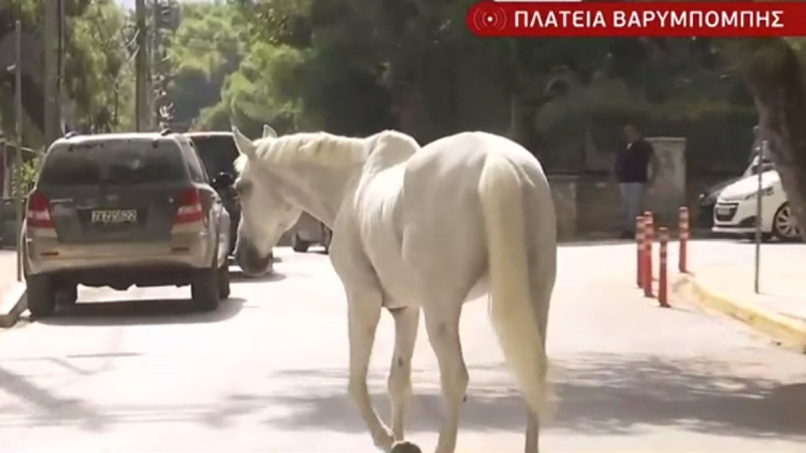 Φωτιά στην Βαρυμπόμπη: Αγωνία για πάνω από 200 άλογα στους ιππικούς ομίλους - «Μάχη» για να μεταφερθούν