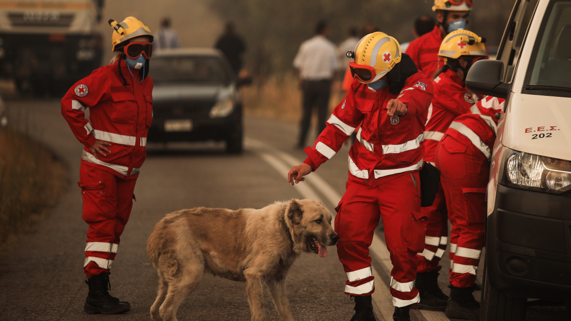 Φωτιά στη Βαρυμπόμπη: Απεγνωσμένη έκκληση να σωθούν τα ζώα από τις φλόγες