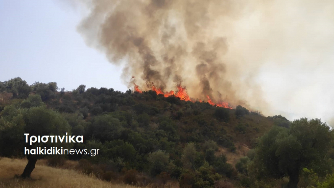 Φωτιά σε δασική έκταση στη Χαλκιδική - Δείτε βίντεο και φωτογραφίες