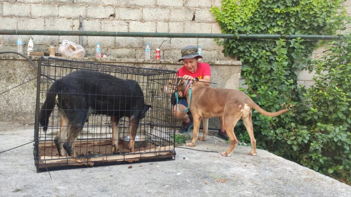 «Save A Greek Stray»: Εκκενώθηκε επιτυχώς το καταφύγιο ζώων - Δείτε φωτογραφίες