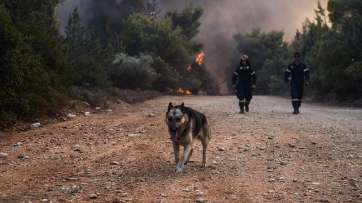 Φωτιά στη Βαρυμπόμπη: Καταγγελίες για πανσιόν σκύλων στο Κρυονέρι - Την εκκένωσαν εθελοντές