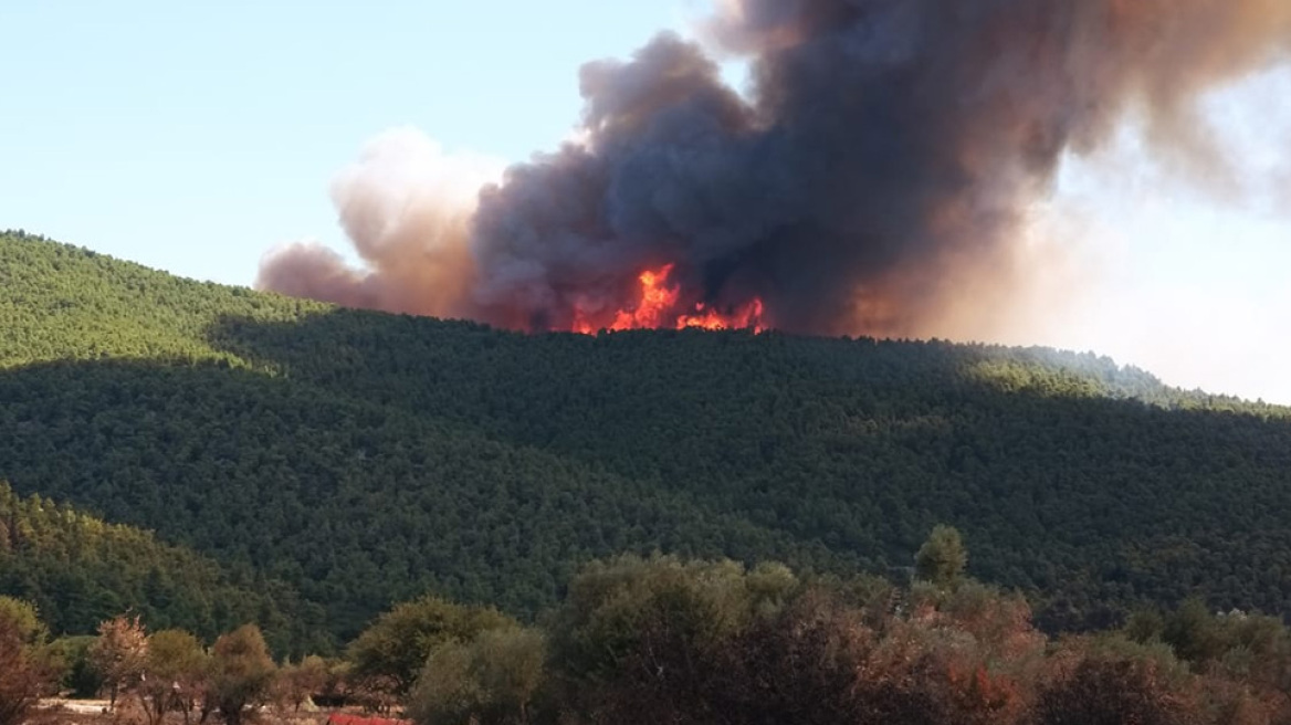 Νέα μεγάλη φωτιά στα Βίλια: Κοντά σε σπίτια οι φλόγες - Καίει παρθένο δάσος, τουλάχιστον 1,5 χιλιόμετρο το μέτωπο