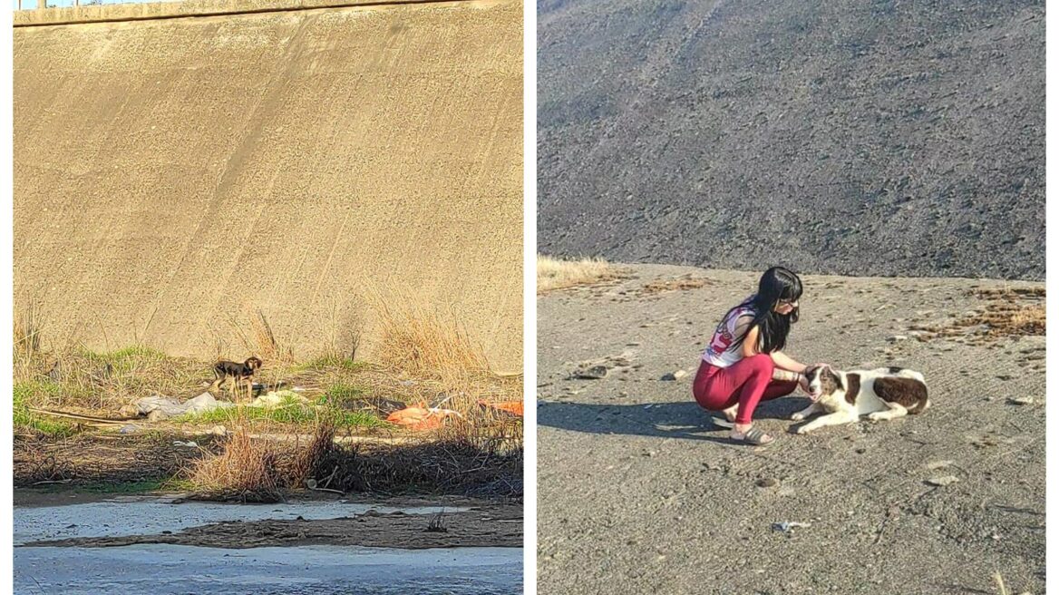 Φράγμα Πηνειού Ηλείας: Μαζικός τάφος ζώων - Εδώ και χρόνια πετούν ζωντανά ζώα για να πεθάνουν