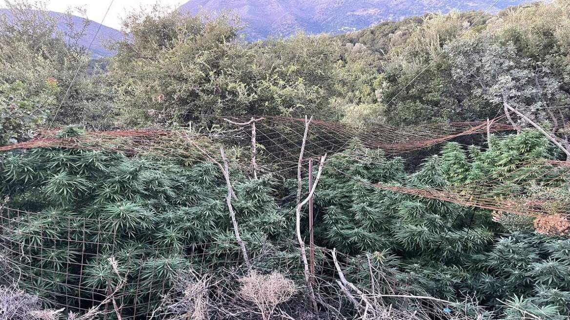 Ρέθυμνο: Χασισοφυτεία με γιγαντιαία δενδρύλλια πέντε μέτρων στον Μυλοπόταμο