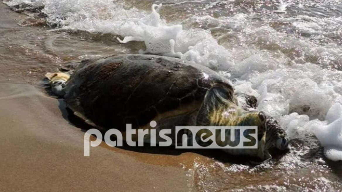 Ηλεία: Νεκρή βρέθηκε μια χελώνα Caretta - Caretta στον Άγιο Ηλία