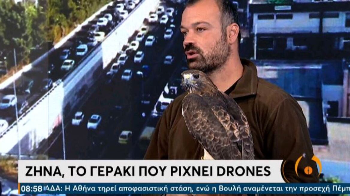 Ζήνα:  Αυτό είναι το γεράκι που ρίχνει drones