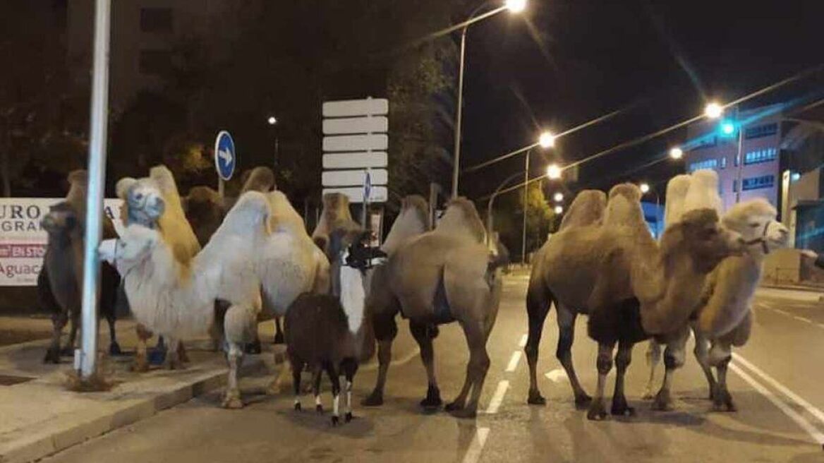 Καμήλες και... λάμα στους δρόμους της Μαδρίτης - Δείτε φωτογραφίες