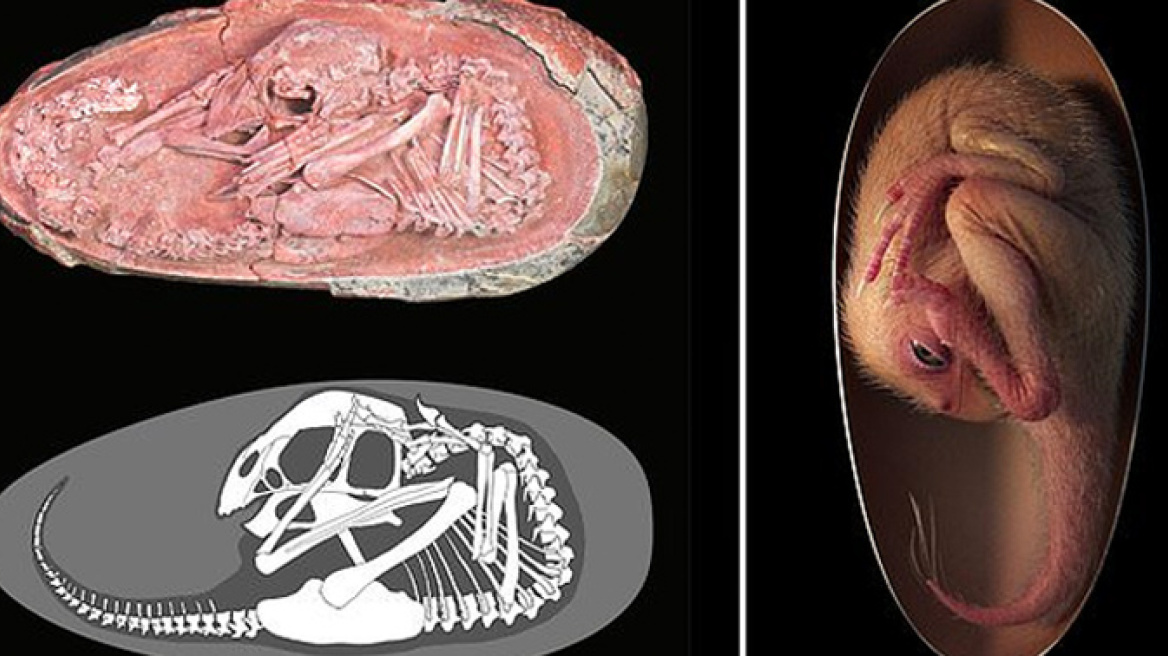 Επιστήμονες ανακάλυψαν τέλεια διατηρημένο έμβρυο δεινοσαύρου που ετοιμαζόταν να εκκολαφθεί σαν πουλί - Δείτε εικόνες