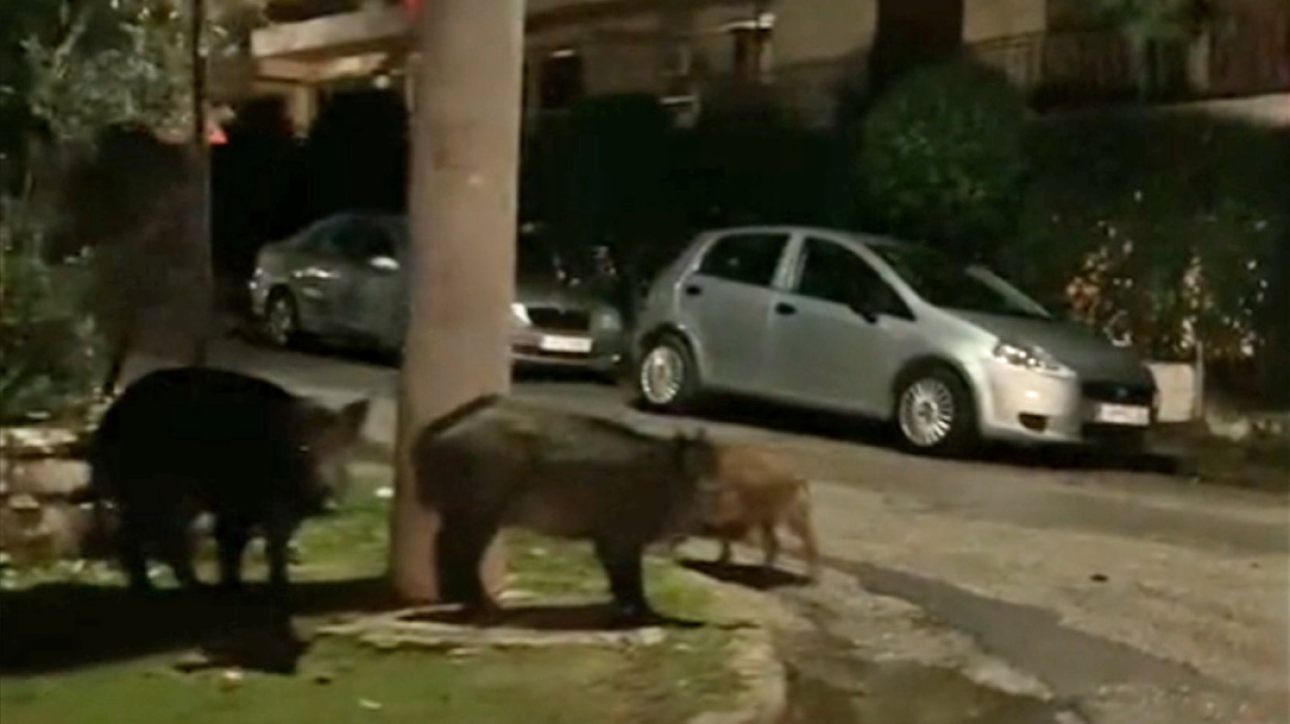 Αγριογούρουνα κατέβηκαν και πάλι στο κέντρο της Εκάλης